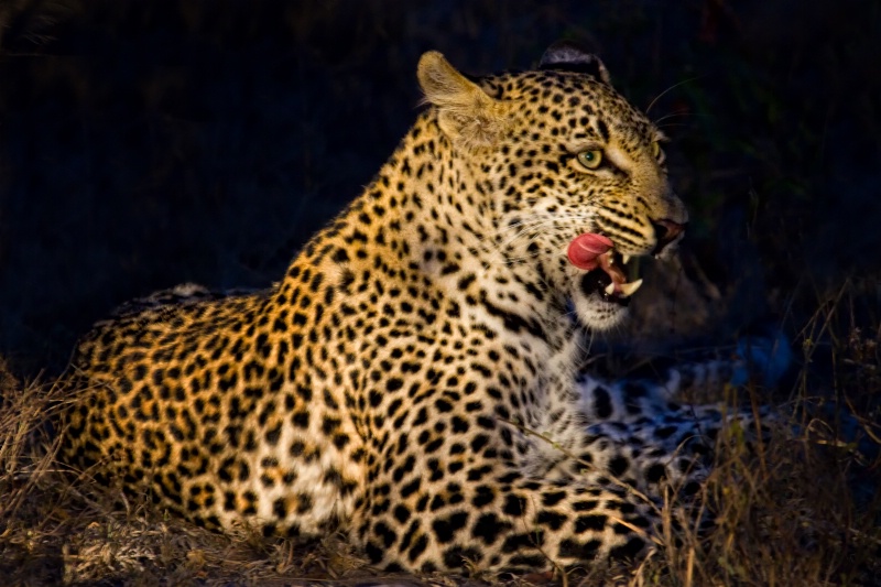 Leopard at Night - ID: 10855320 © Karen Celella
