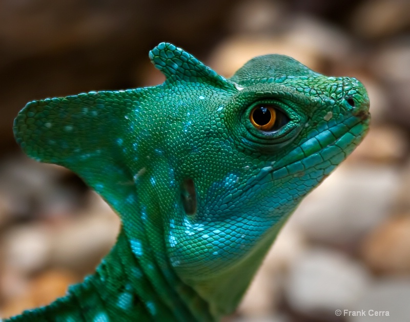 Green Crested Basilisk