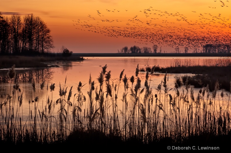 Bombay Hook - ID: 10857103 © Deborah C. Lewinson