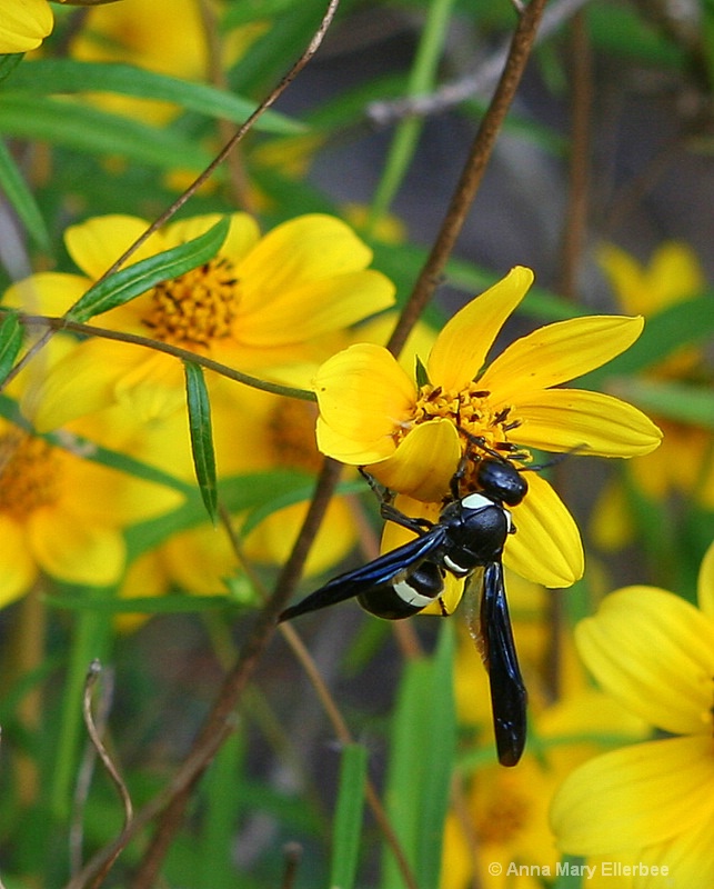 Hornet on yellow daisy