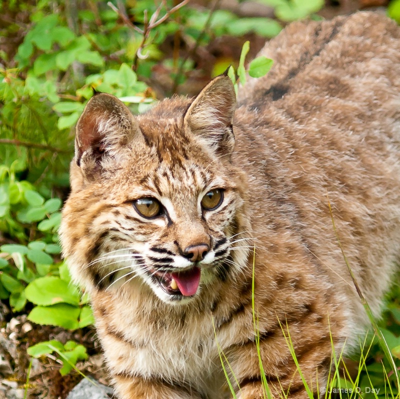 Bobcat on the Prowl