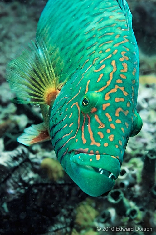 Linedcheeked Wrasse - ID: 10858321 © Edward Dorson