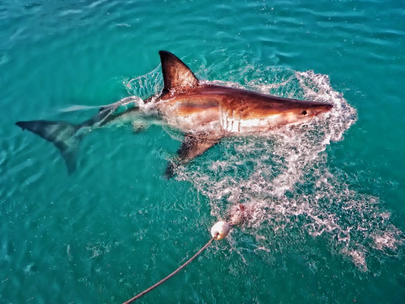 Great White Shark From The Deck