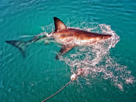 Great White Shark From The Deck