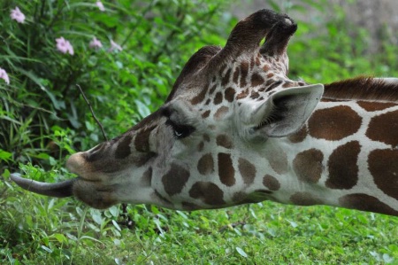 Funny Giraffe 
