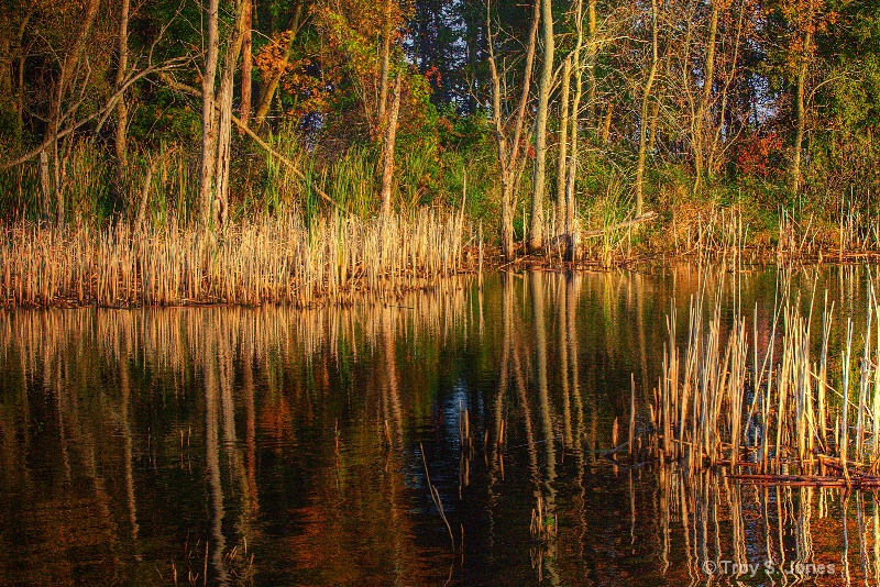 Autumn In The Marsh