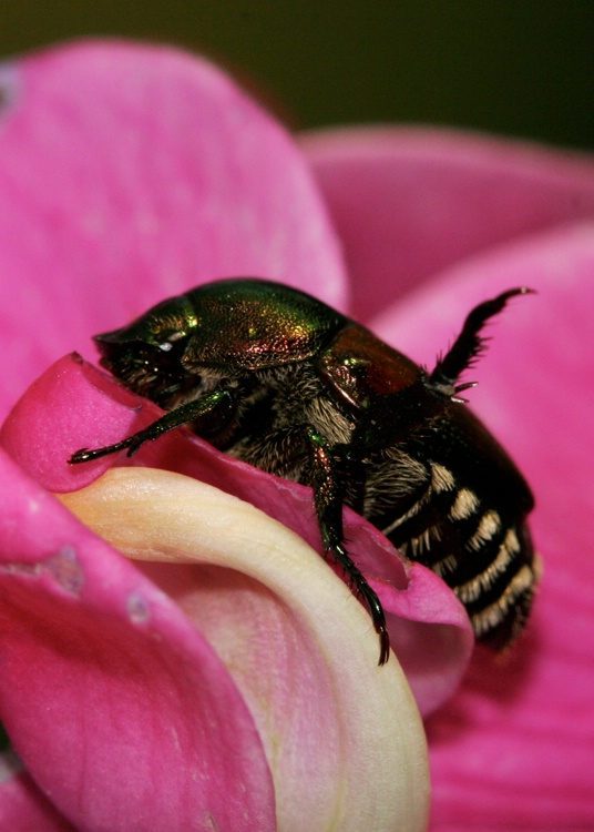 beetle on sweet pea flower