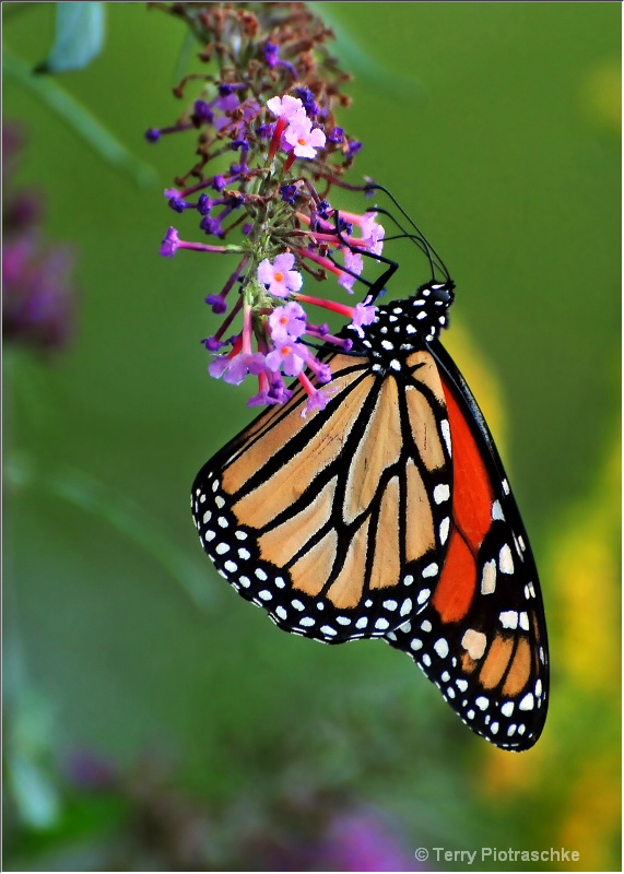 A Cup Full - ID: 10860825 © Terry Piotraschke