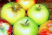 Apples In Season