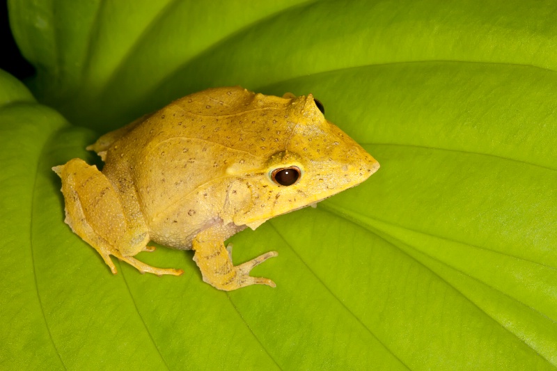 Leaf Frog Savvy