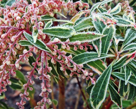 Early Frost on the Pieris