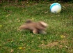 The Blur