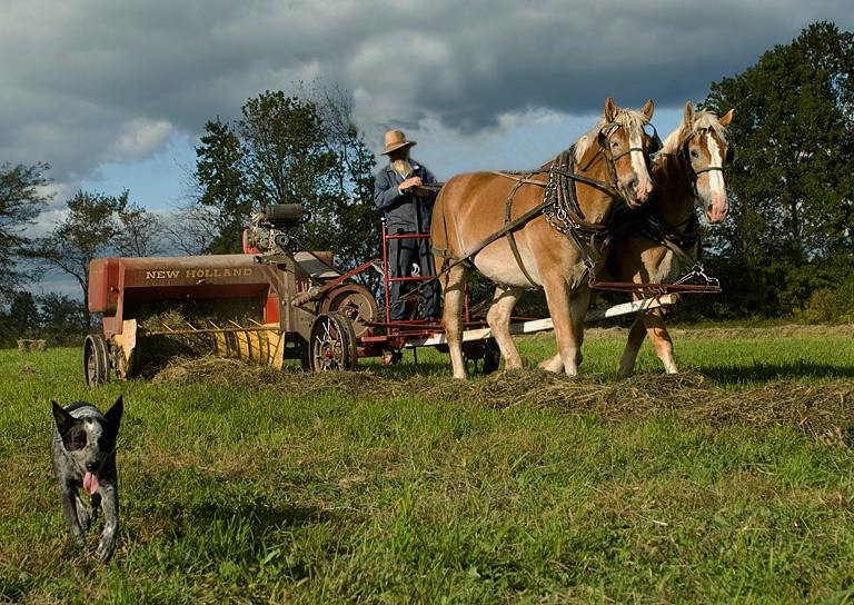 Amish Horsepower