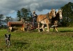 Amish Horsepower