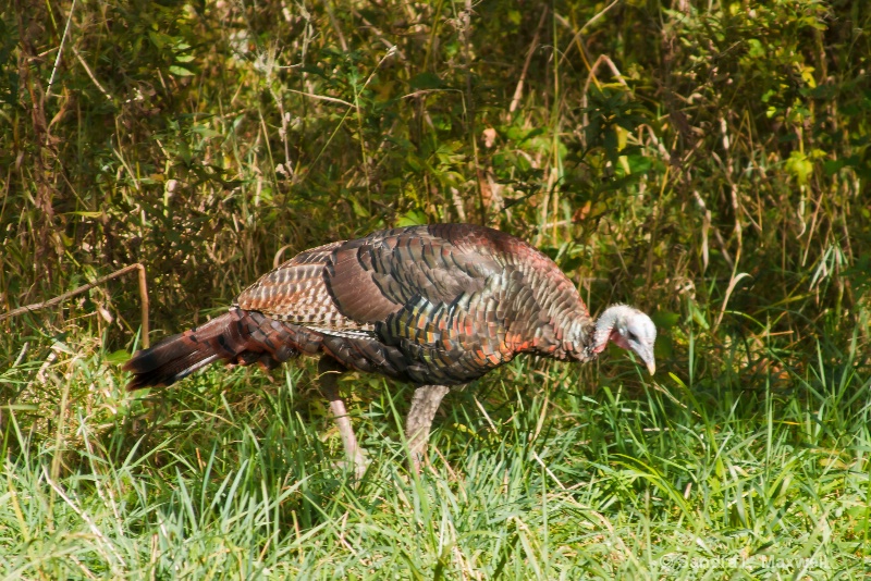 Wild Turkey