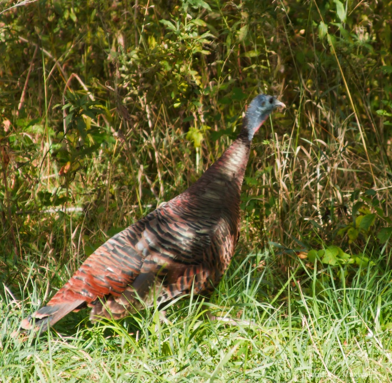 Wild Turkey