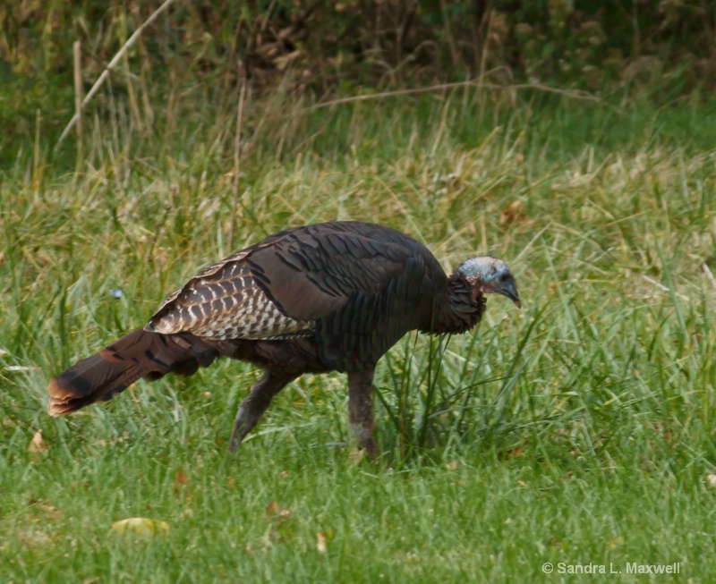 wild turkey