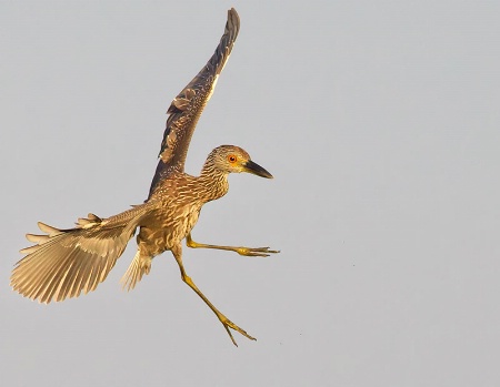 Juvi Night Heron Flare