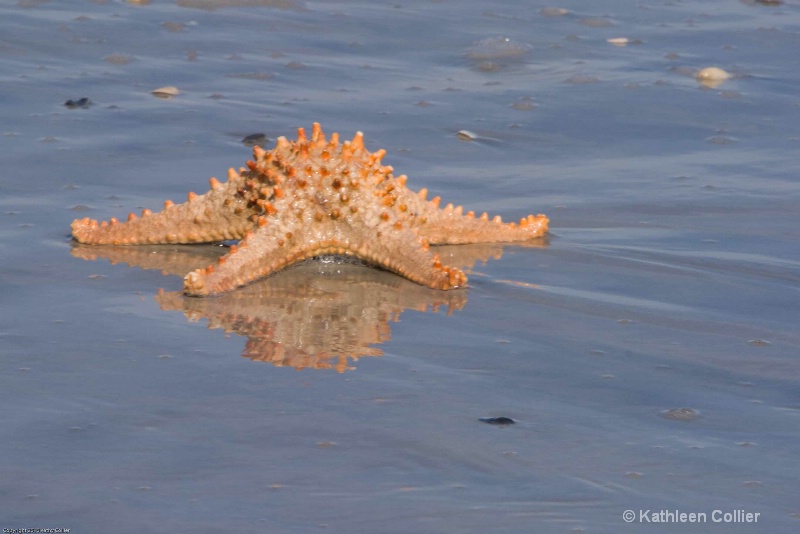 Starfish Reflection
