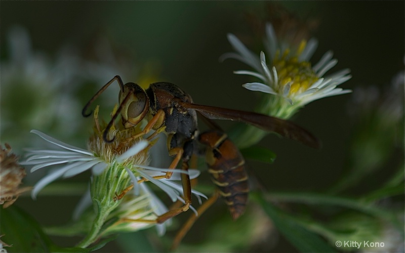 Paper Wasp and Fall Pollen