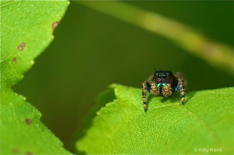 Jumping Spider with Green Teeth