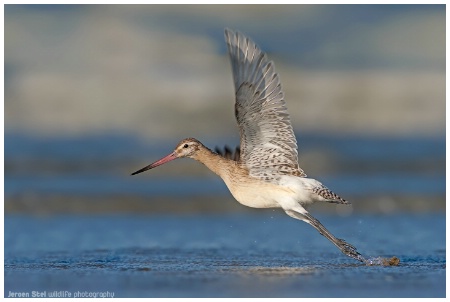 Bar-tailed Godwit