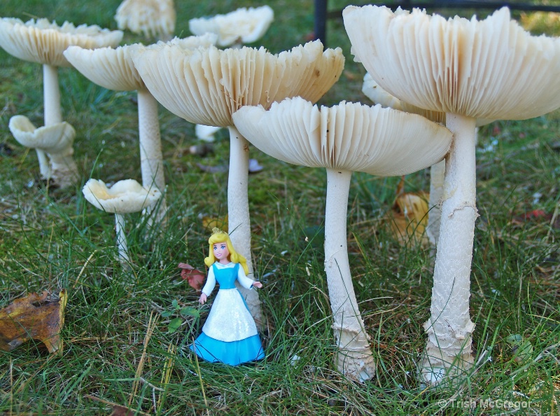 Alice finds her mushrooms