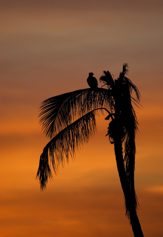 Osprey silhoutte - ID: 10872307 © Michael Cenci