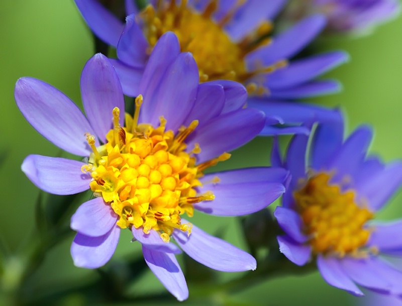 Tatarian Aster