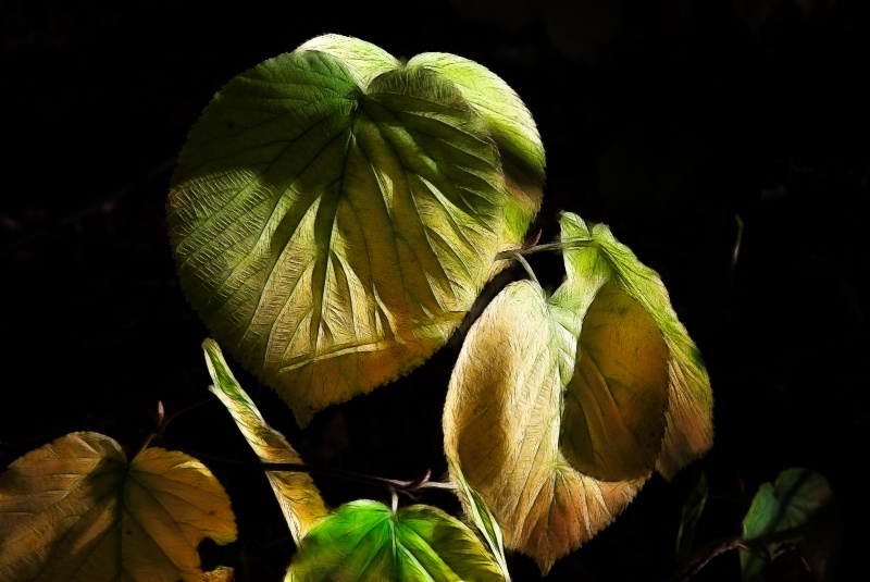 Leaf Lighting