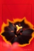Intensive Red