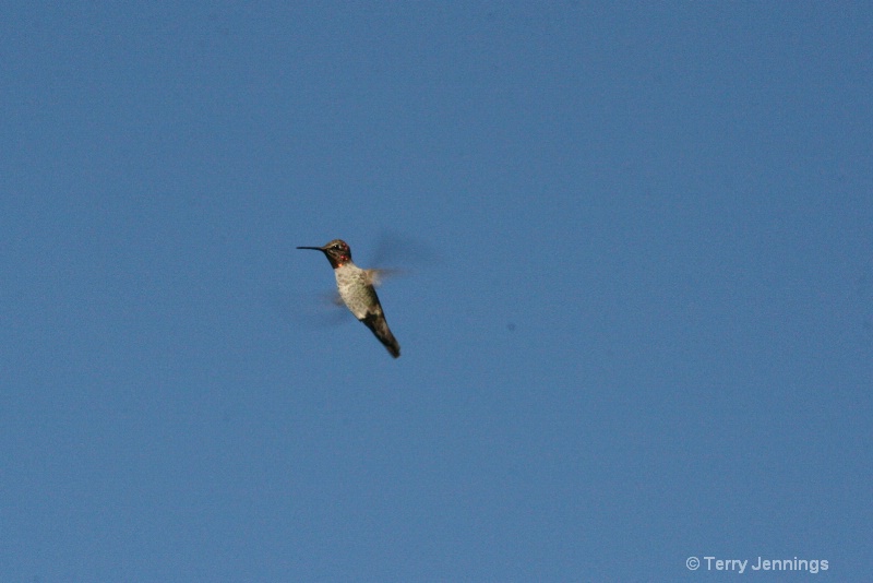 Hovering Hummingbird - ID: 10874462 © Terry Jennings