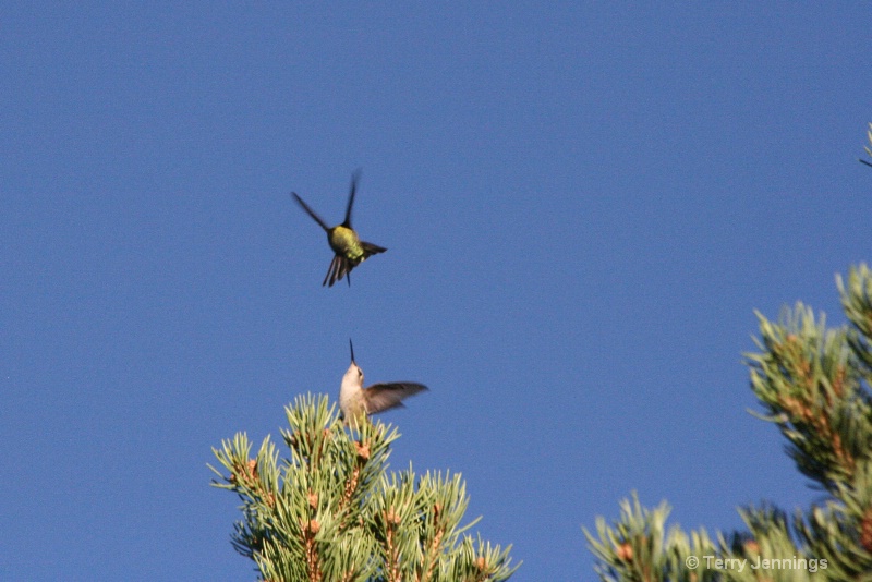 Dueling Hummingbirds - ID: 10874465 © Terry Jennings