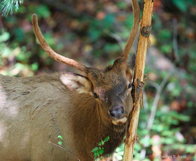 young-bull-rub2313 - ID: 10874678 © Marilyn S. Neel