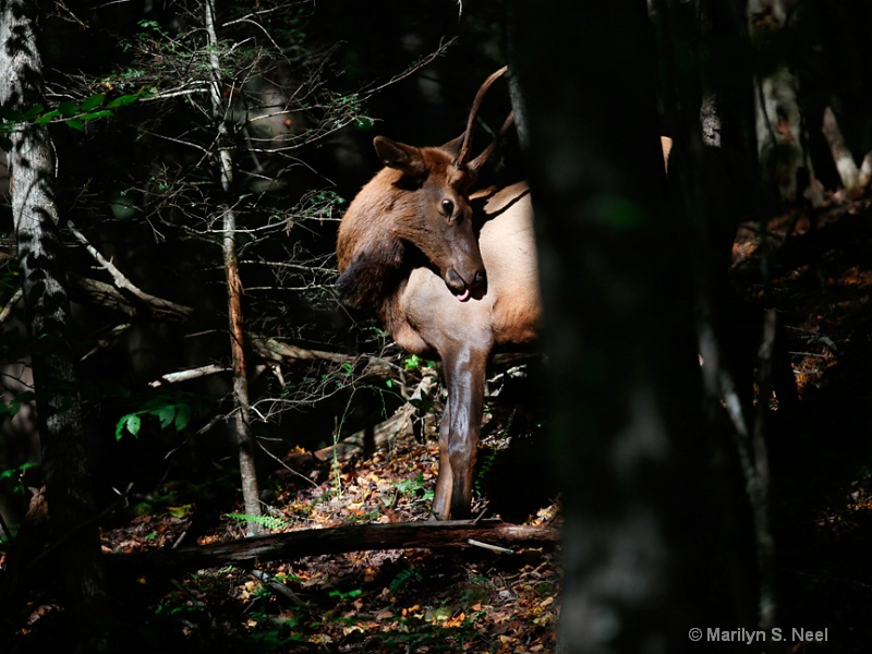 young-bull-2253 - ID: 10874688 © Marilyn S. Neel