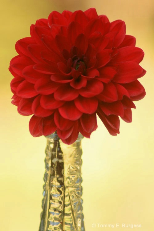 Red Dahlia