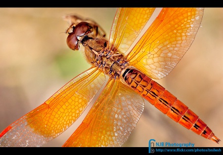 Closeup Yellow-winged darter