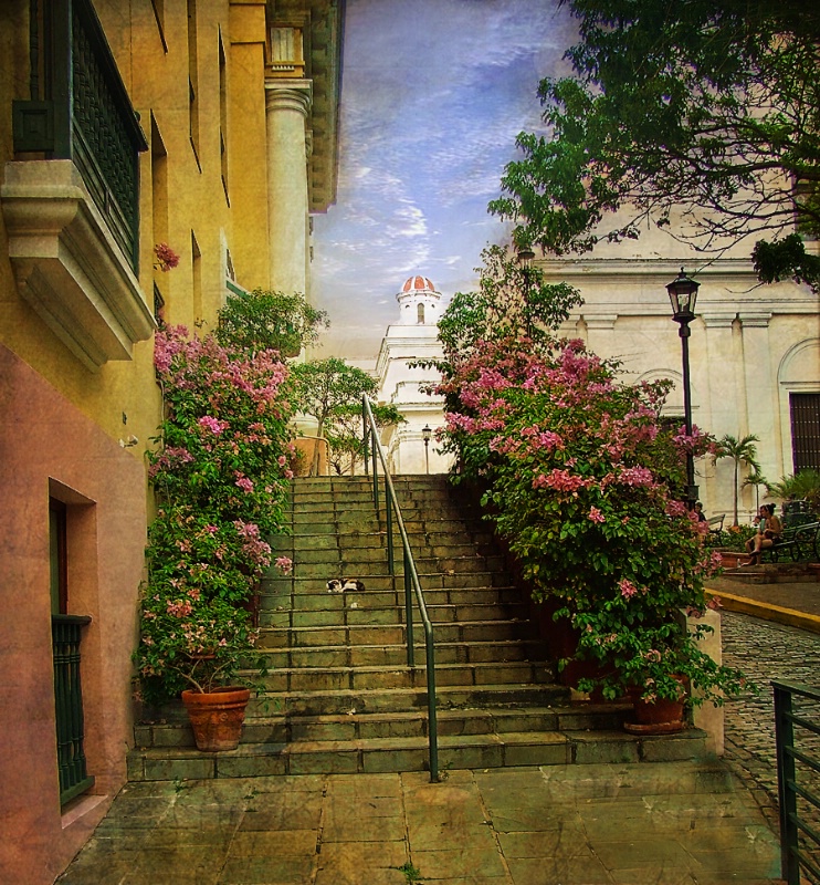 Cat Nap on Steps