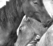 Young Colts