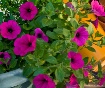  Summer Color