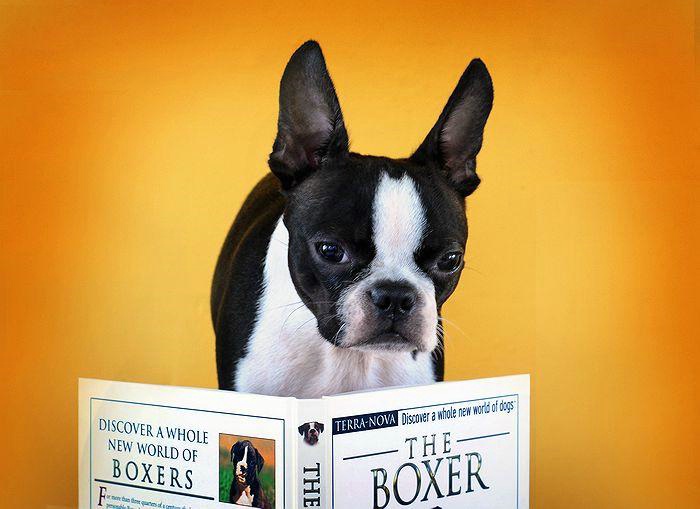 How to out smart the Boxer