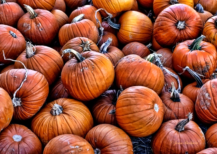 Pumpkin Mania