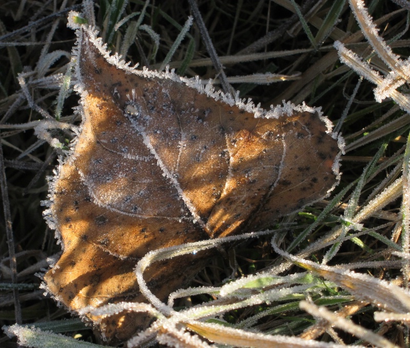 frosty morning