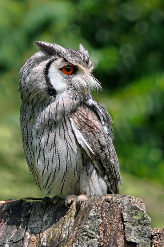 Long-Eared Grey Owl