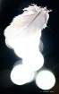 Feather