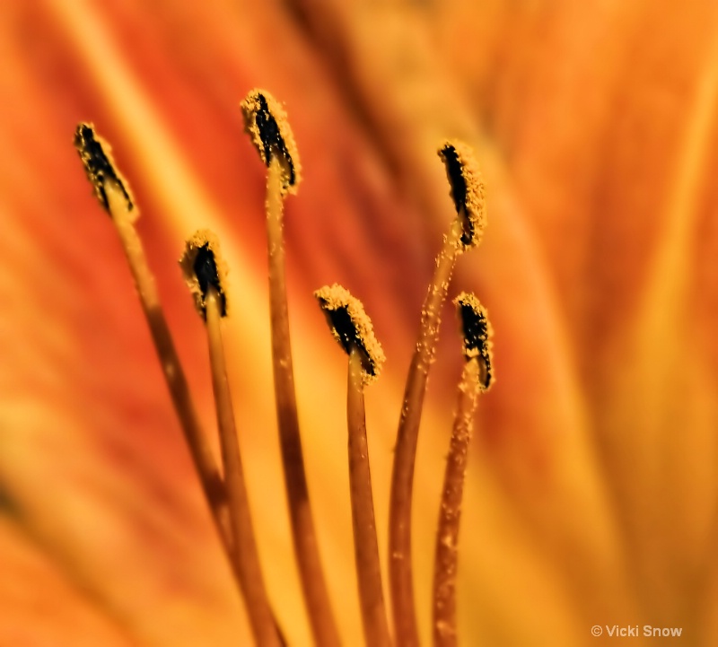 apricot dancers