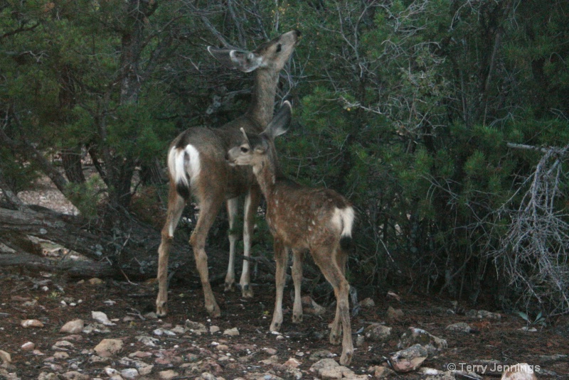 Feeding Mule Deer - ID: 10883590 © Terry Jennings
