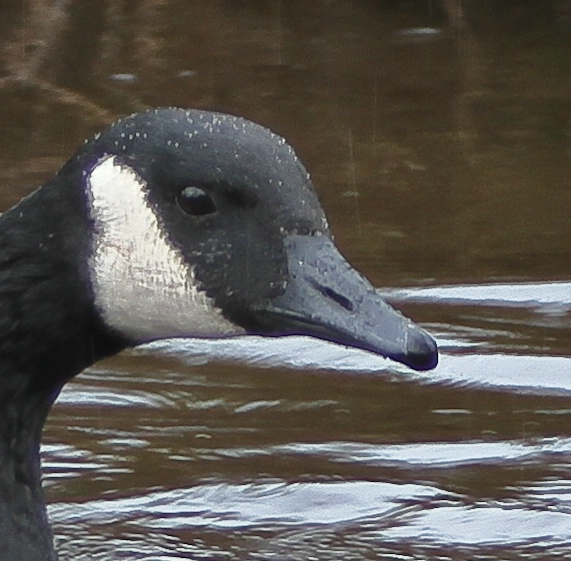 Portrait OF A Goose