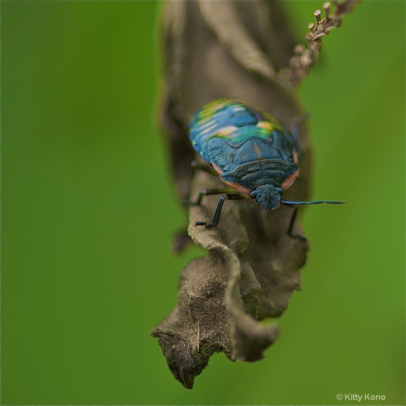 Mature Green Stink Bug