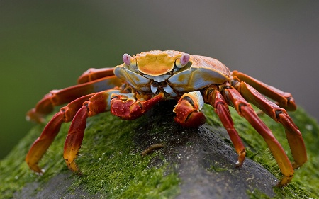 Sally Lightfoot Crab